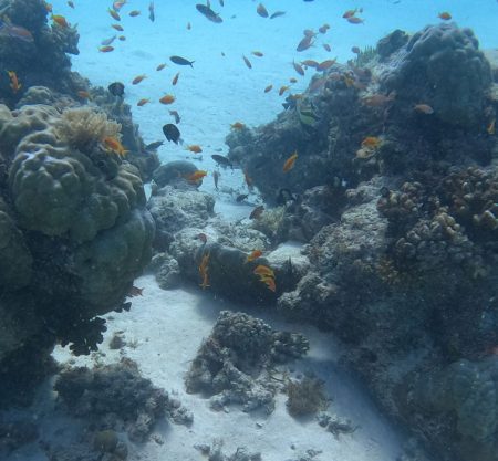 Snorkeling In Michamvi