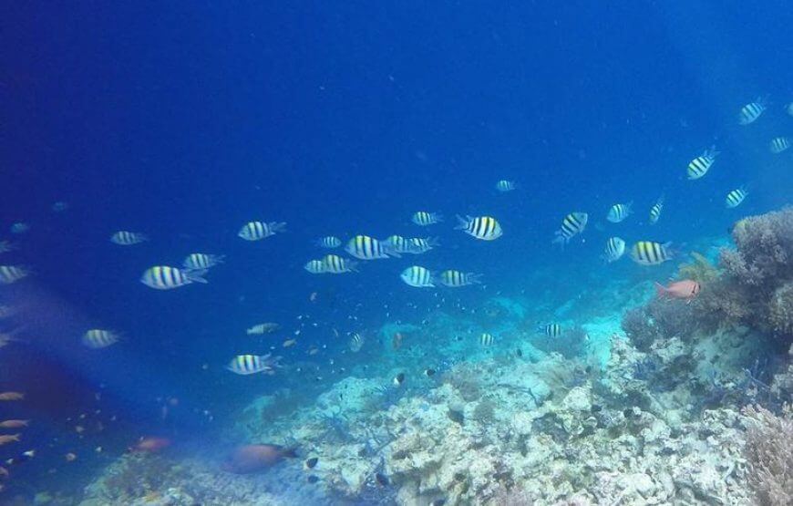 6 Dives Package Zanzibar