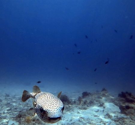 Snorkeling Tumbatu Island