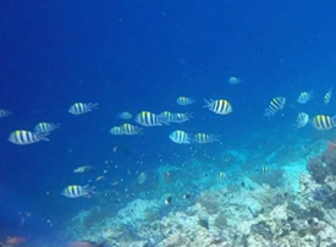 Snorkeling Tumbatu Island